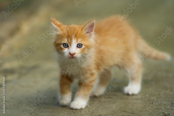 Fototapeta Little fluffy cat in nature.