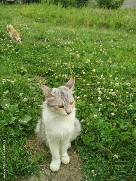 Fototapeta cat on the grass