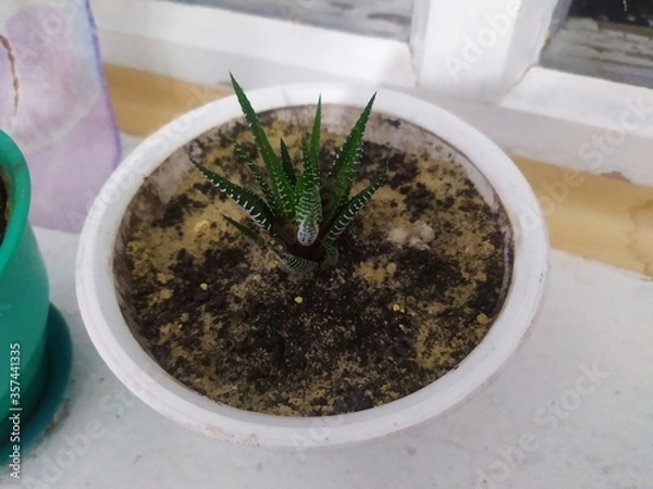 Obraz plant in a pot