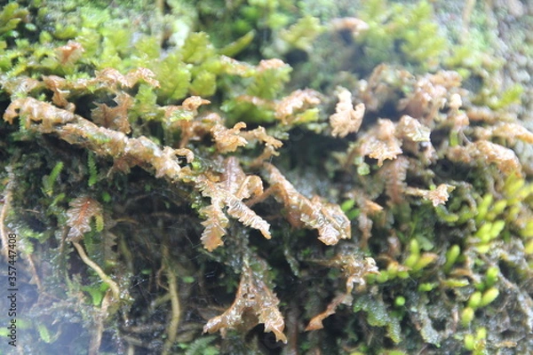 Obraz nature seen up close