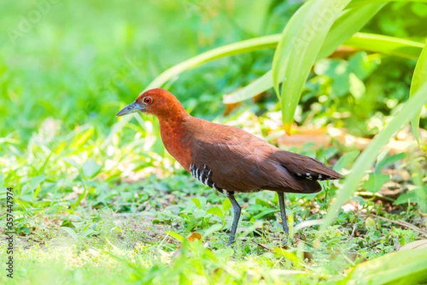 Fototapeta The slaty-legged crake or banded crake (Rallina eurizonoides) is a waterbird in the rail and crake family, Rallidae.

