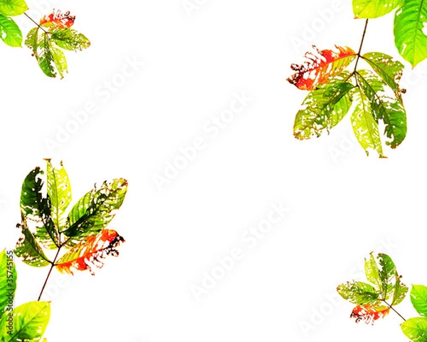 Obraz Leaf with holes, eaten by pests.