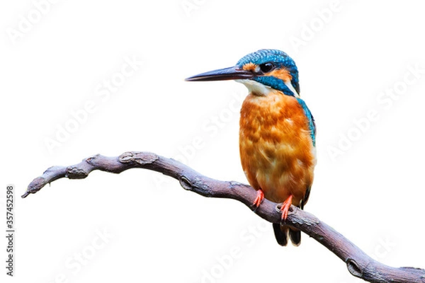 Fototapeta The common kingfisher (Alcedo atthis) isolate on white