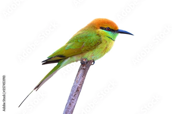 Fototapeta The blue-tailed bee-eater (Merops philippinus) isolate on white