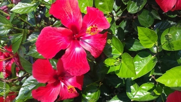 Obraz Oleander Blüte