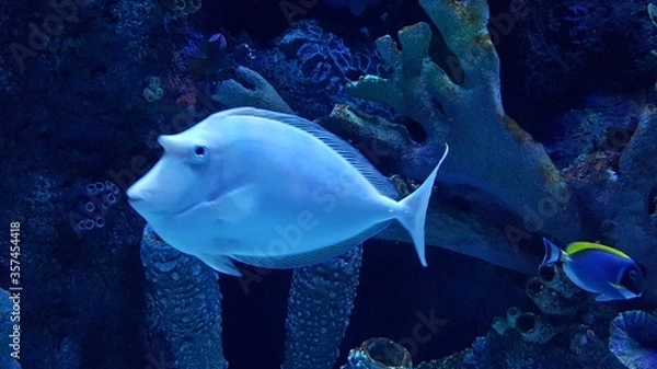 Obraz Exotischer Fisch 