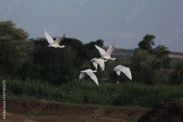 Obraz Fly high above the sky
