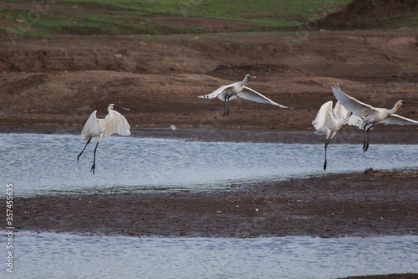 Obraz Fly high above the sky