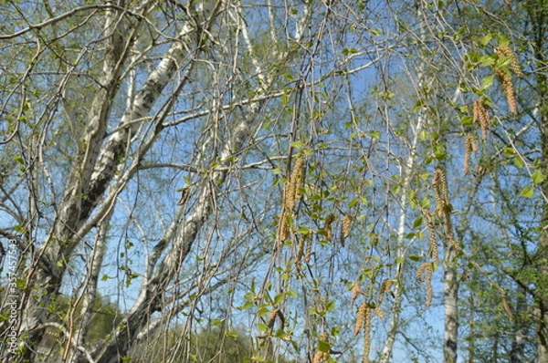 Fototapeta birch earrings