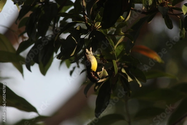Obraz butterfly on a tree 
