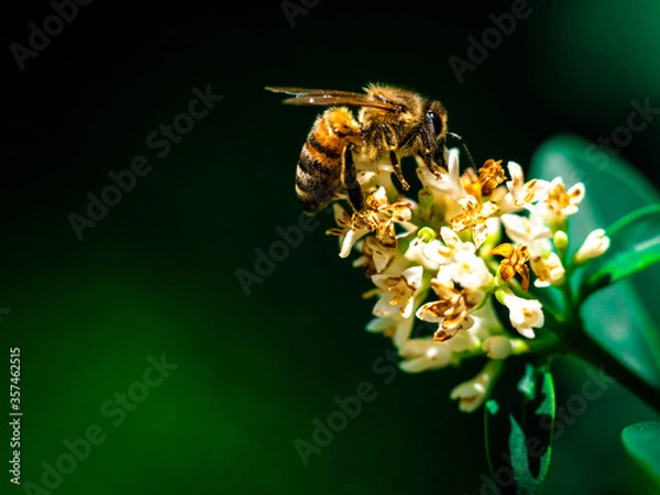 Fototapeta Spring bee on a flower