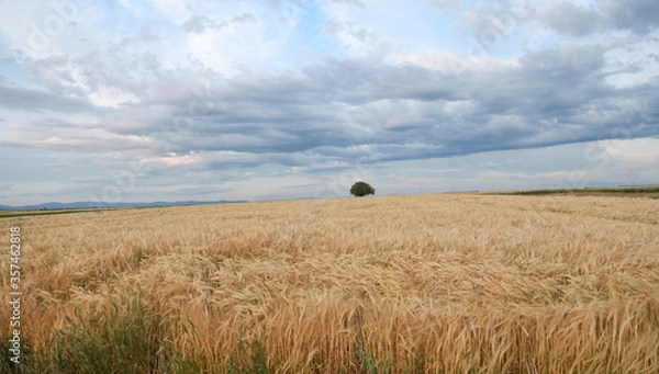 Obraz wheat field and blue sky