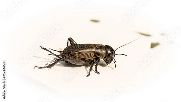 Fototapeta Feldgrille