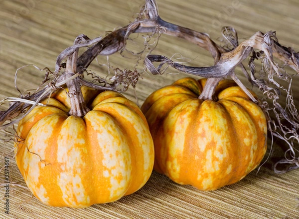Fototapeta Pumpkins with vine still attached