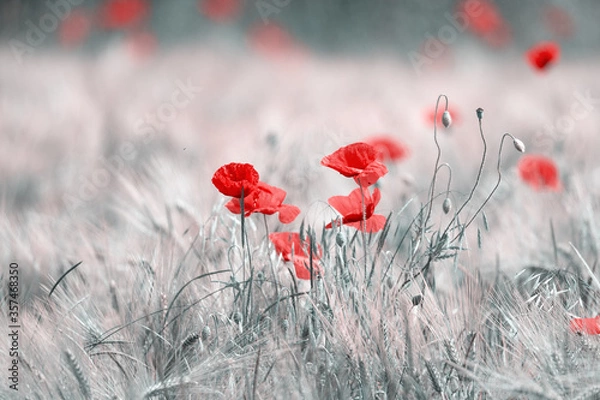 Obraz Klatschmohn
