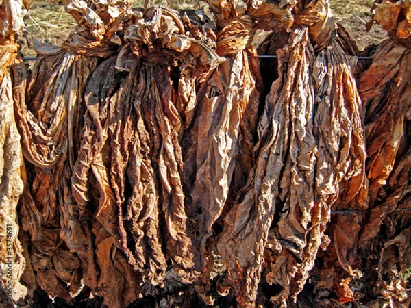 Obraz Tobacco Plantation