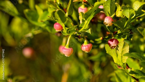 Fototapeta Blooming European blueberries (Vaccinium myrtillus) - Perennial wild plant with edible, healthy dark blue berries. Blueberry bushes in spring with interesting, round flowers.