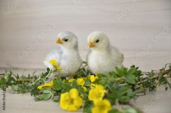 Fototapeta On the table are yellow flowers and two little cute fluffy chicks are sitting.