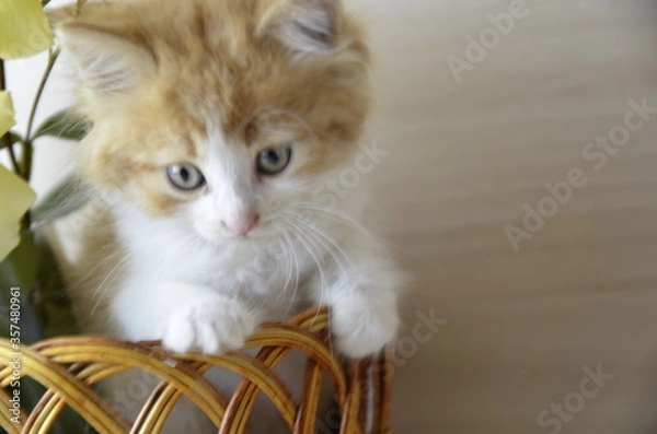 Fototapeta Near the basket with yellow roses there is a beautiful white-red fluffy cat with green eyes.