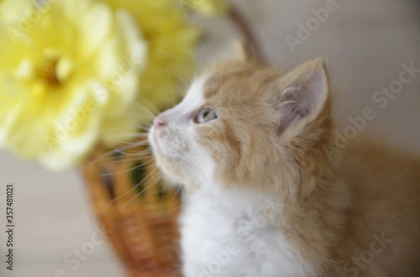 Fototapeta Near the basket with yellow roses there is a beautiful white-red fluffy cat with green eyes.