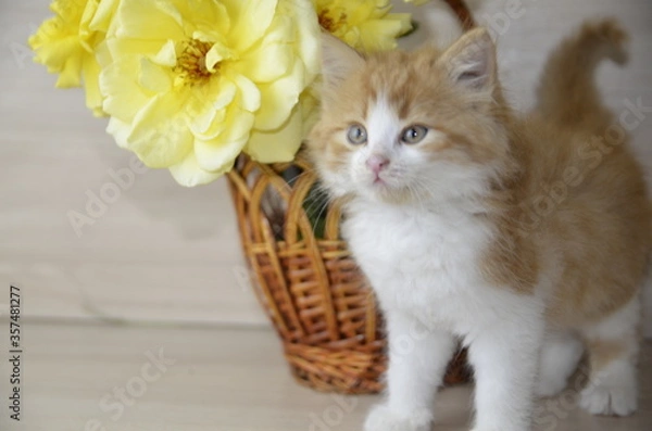 Fototapeta Near the basket with yellow roses there is a beautiful white-red fluffy cat with green eyes.