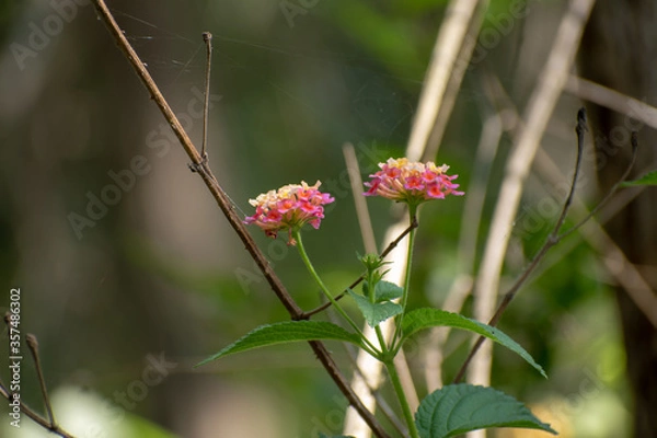 Obraz Lanatana camara flower