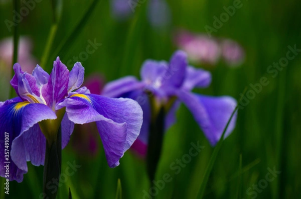 Fototapeta 花菖蒲