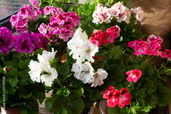 Fototapeta The blooming royal pelargonium of the grandiflora of the Mona Lisa variety with white flowers and other pelargoniums with red and pink flowers are located on the balcony by the window in the sun.