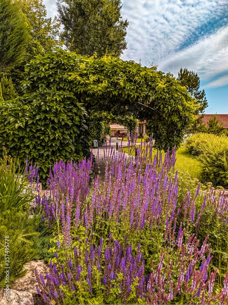 Obraz Lavender in the forest park
