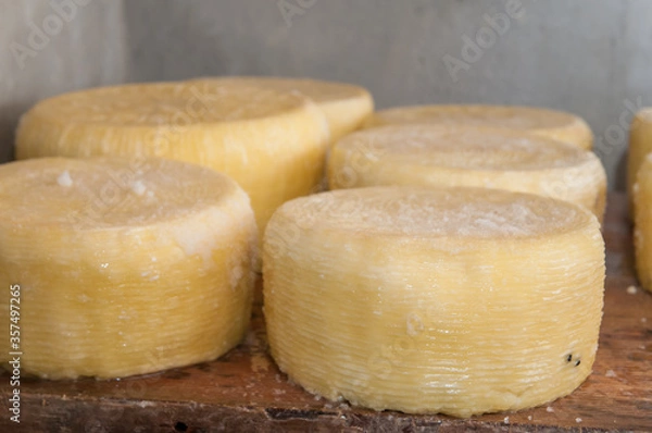 Obraz Salad block of tuma cheese on a wooden shelf during the aging process