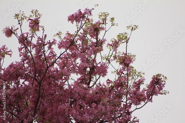 Obraz Lapacho rosado en Corrientes