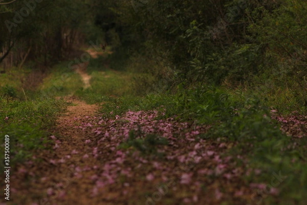 Obraz Lapacho rosado en Corrientes