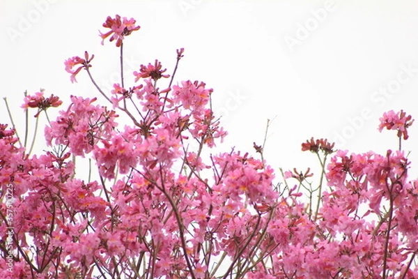 Obraz Lapacho rosado en Corrientes