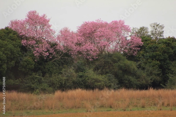 Obraz Lapacho rosado en Corrientes