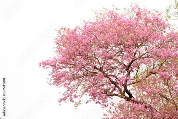 Obraz Lapacho rosado en Corrientes