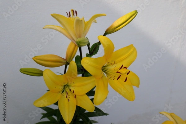 Obraz Yellow lily bloom in front of a white wall