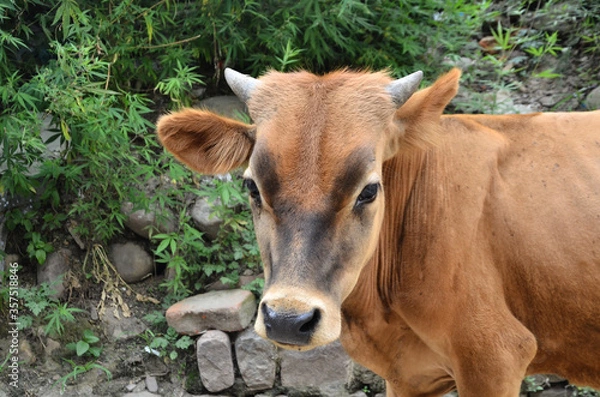 Fototapeta Calf Grazing In A Ground Field
