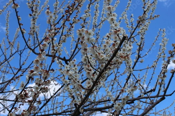 Obraz ume blossoms