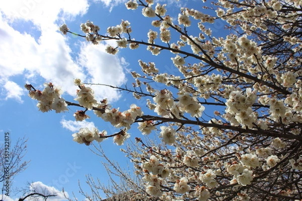 Obraz ume blossoms 