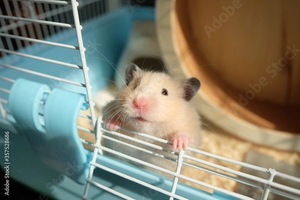 Obraz Close-up of a little hamster trying to escape from a plastic cage, selective focus