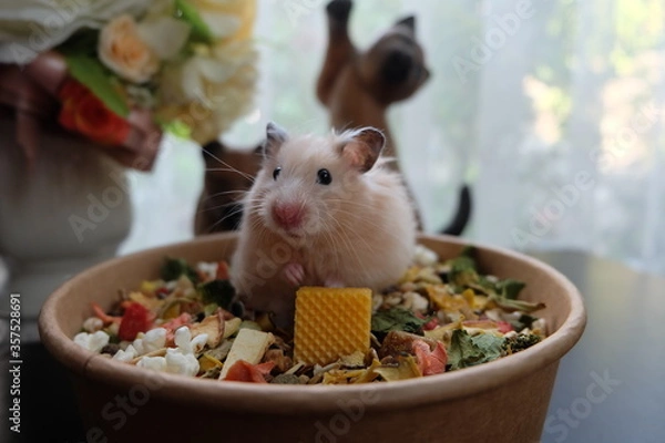 Obraz Close-up of a small hamster eating food, selective focus