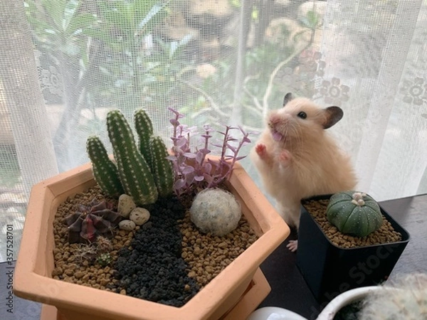 Obraz Close-up of a little hamster with cactus, selective focus