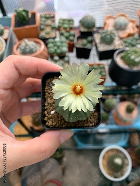 Obraz hand with flower