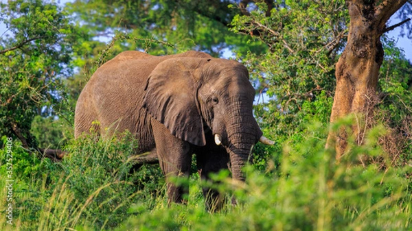 Fototapeta front POV of wild African bush elephant standing in natural habitat in Murchison Falls National Park, Uganda