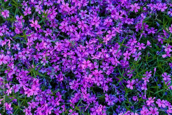 Obraz Beautiful pink and purple Phlox awl-shaped flowers on a sunny day close-up. Phlox subulata