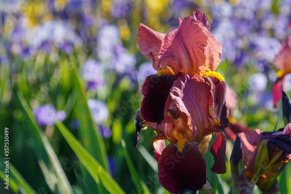 Obraz Beautiful iris flowers on a bright sunny day close-up.