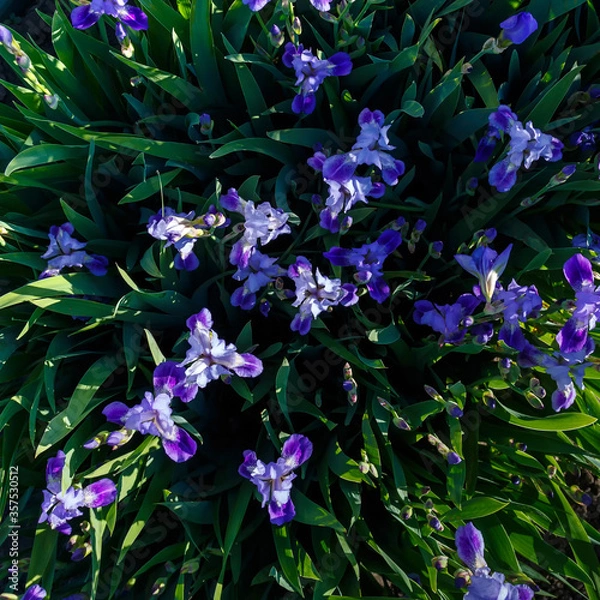 Obraz Beautiful blue and yellow iris flowers on a bright sunny day close-up.