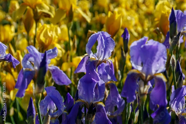 Obraz Beautiful blue and yellow iris flowers on a bright sunny day close-up.