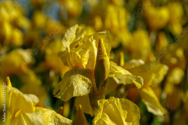 Obraz Beautiful yellow perennial iris flower close-up in the garden.