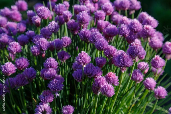 Obraz Purple inflorescences of Allium in the sunlight closeup.